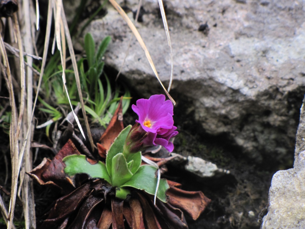 Primula albenensis / Primula del M. Alben